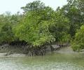 Bengal gets Rs 400 crore to develop Sundarbans tourism