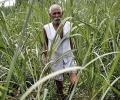 Why Rahul is wrong about the Indian farmer