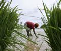 Modi seeks quick boost to irrigation as drought looms