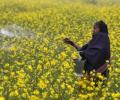 Thanks to Modi's push, GM mustard set to hit Indian markets