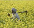 After UP and Maharashtra, Punjab announces loan waiver for farmers