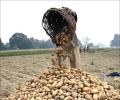 The suicidal potato economy of West Bengal