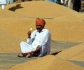 Wheat Blast at India's doorsteps, govt says no need to panic