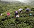 Priced tea falls prey to Darjeeling unrest