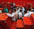 Tomato prices go through the roof