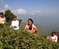 Gorkha agitation threatens Darjeeling's tea business