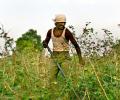 The fury of farmers