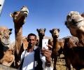 Camel milk, the new superfood