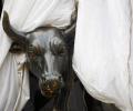 Why 'bulls' are a worried lot today