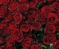 For India's rose cultivators, it was a thorny V-Day