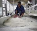 A 'bitter pill' for India's sugar industry