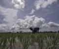 El Nino likely to impact monsoon this year