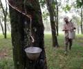 Why environmentalists are worried about rubber plantations in Northeast