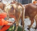 Why India's milk production has grown at over 6% past few years