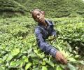 World has a new largest private tea producer