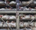 Bird flu: The Rs 90,000 cr poultry industry is in a fix