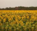 Sunflower oil shipments to India from Russia, Ukraine return to normal