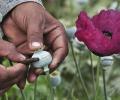 For the first time, Centre allows a private player to process opium