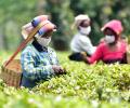 Tea Industry On Tenterhooks About Ukraine Conflict