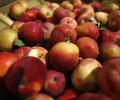 US wants India to remove tariffs on American apples it imports