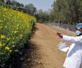 SC says it's concerned about risk factors of GM mustard