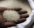 Govt bans exports of non-basmati white rice