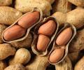 NCDEX all set to relaunch groundnut futures after more than 13 years