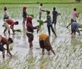 Farm profits likely to be higher this kharif season