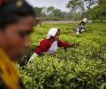 Darjeeling tea hits 8-yr low in auctions