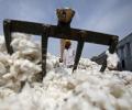 Why is India's cotton dream turning sour?