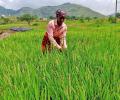 Govt raises paddy MSP by Rs 117 to Rs 2,300 per quintal for 2024-25