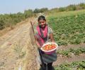 Maharashtra farmers seek better pricing for produce