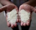 Govt exempts non-basmati white rice from export duty