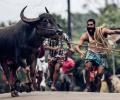 What sending Jallikattu to the Oscars means