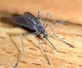 Now, mosquitoes that do not cause malaria