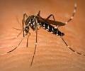 India to see decrease in malaria cases: WHO