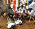 PETA requests SC to 'strike down' notification allowing Jallikattu