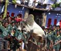 BJP on horns of a dilemma over allowing jallikattu