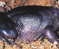 India's purple frog grabs attention ahead of Rio summit