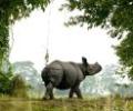 Kaziranga, Orang national parks to open on Nov 1