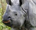 Centre steps in to protect Assam's rare rhinos