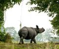 Gogoi seeks special force to protect Kaziranga rhinos