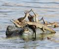 Indian teen bags photography award with Chambal crocodile