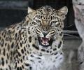 Leopard on the prowl spreads fear in Thane