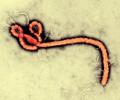 Can the deadly Ebola virus come to India?