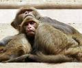 President Pranab won't be safe from Vrindavan's monkeys