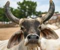 Rajasthan just opened a cow-urine refinery