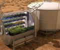 Now, space-grown veggies on the menu for NASA astronauts