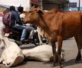 5 men thrashed on suspicion of carrying cow meat in Faridabad