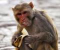 No kidding! This monkey is all set to become a millionaire